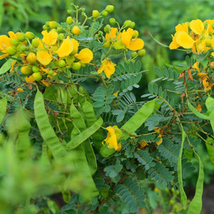 QuickHenna- Pure and Natural Hair Care Products