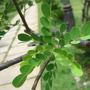 QuickHenna- Pure and Natural Hair Care Products