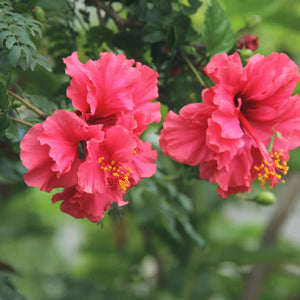 QuickHenna- Pure and Natural Hair Care Products