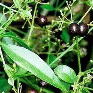 QuickHenna- Pure and Natural Hair Care Products