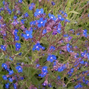 QuickHenna- Pure and Natural Hair Care Products