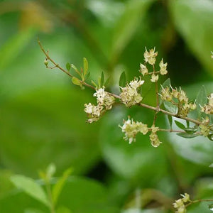 QuickHenna- Pure and Natural Hair Care Products